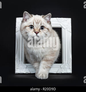 Super niedliches Blue Tabby Point Britisch Kurzhaar Katze Kätzchen stehend durch weiße Bilderrahmen, an Kamera suchen mit hellen blauen Augen. Auf schwarz Isoliert Stockfoto