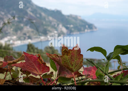 Blick von den Gärten der Villa Cimbrone an der Amalfiküste auf das Mittelmeer und die Küste, mit rotem Efeu Blätter in den Vordergrund. Stockfoto