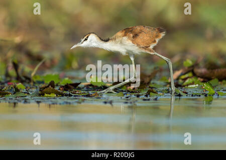 Juvenile afrikanischen Jacana (Actophilornis africanus), Chobe River, Botswana, Afrika Stockfoto