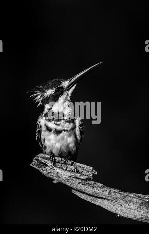 Pied Kingfisher (Ceryle rudis), Chobe River, Botswana Stockfoto