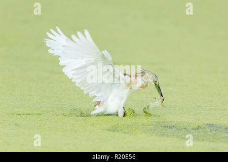 Squacco Heron (Ardeola ralloides), Khwai, Botswana, Afrika Stockfoto