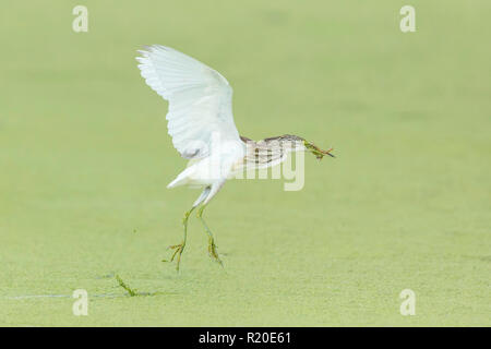 Squacco Heron (Ardeola ralloides), Khwai, Botswana, Afrika Stockfoto