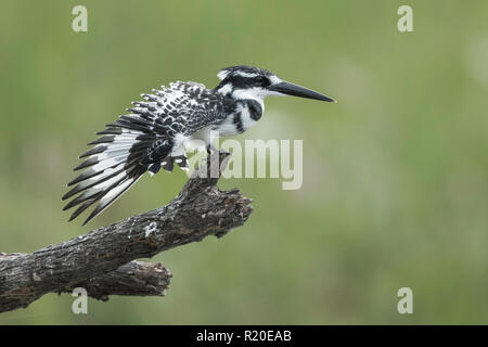 Pied Kingfisher (Ceryle rudis), Chobe River, Botswana Stockfoto