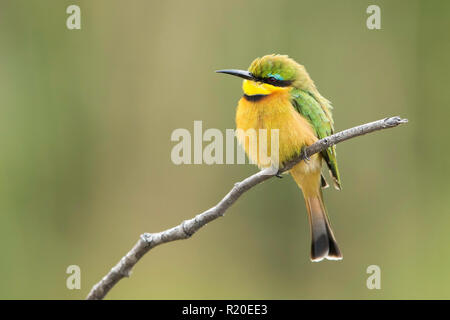Wenig Bienenfresser (merops Pusillus), Khwai, Botswana, Afrika Stockfoto