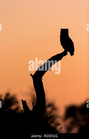 Verreaux's (Giant) Uhu (Bubo lacteus), Khwai, Botswana, Afrika Stockfoto