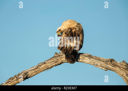 Tawny Eagle (Aquila rapax), Savuti, Botswana, Afrika Stockfoto