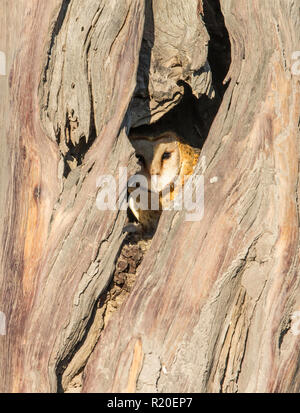 Afrikanische Schleiereule (tyto Alba affinis), Savuti, Botswana, Afrika Stockfoto