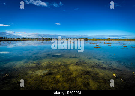 Reisfeld Feld in Ebro Delta, Spanien. Blue Sky Wasser Reflexion Stockfoto