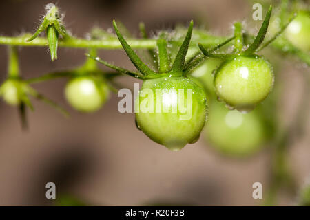 Unriped Grün Kirschtomaten auf Rebe Stockfoto