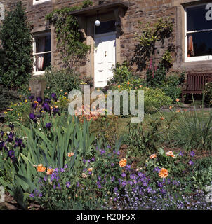 Blue Iris und Bratschen im Vorgarten der Cottage Stockfoto