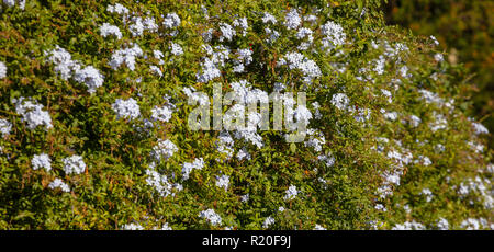 Blühende bue Jasmin Pflanze, Zaun in den Garten, Textur Hintergrund Stockfoto