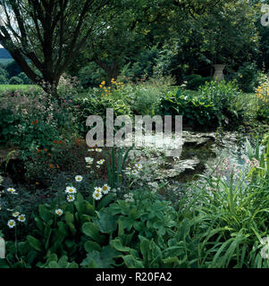 Die Hostas und weißen Gänseblümchen neben dem Pool im Garten Stockfoto