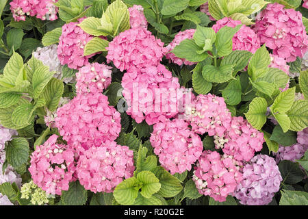 Pflanzen in voller Blüte von Penny Mac oder Hydrangea macrophylla Stockfoto