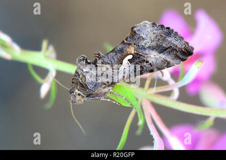 Silber Y Moth, Autographa gamma, wichtige landwirtschaftliche Schädlingsbekämpfung Stockfoto