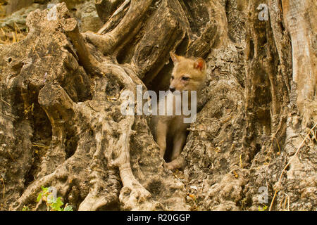 Cub of Golden Jackal (Canis aureus), auch asiatischer, orientalischer oder gemeiner Jackal genannt, fotografiert im Hula-Tal, Israel Stockfoto