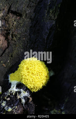 Fuligo septica, allgemein als das Rührei Schleim bekannt, Blumen von Tan und Hund erbrechen Schleimpilze Stockfoto