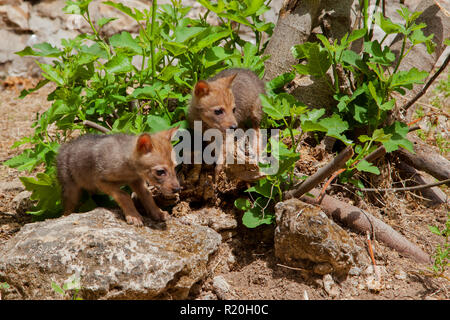 Cub of Golden Jackal (Canis aureus), auch asiatischer, orientalischer oder gemeiner Jackal genannt, fotografiert im Hula-Tal, Israel Stockfoto