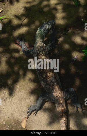 Riesige Komodo Dragon ruht auf dem Sand und Verstecken von der Sonne in den Schatten in Bali, Indonesien Stockfoto