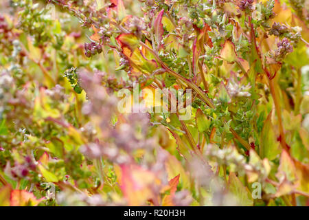 Ein abstraktes Bild von Speer-leaved Melde (atriplex prostrata oder atriplex Hastata) in lebhaften Farben des Herbstes. Stockfoto