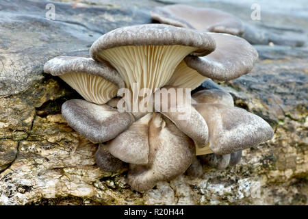 Oyster Pilz (Pleurotus ostreatus), in der Nähe eines Clusters der Fruchtkörper des Pilzes. Stockfoto