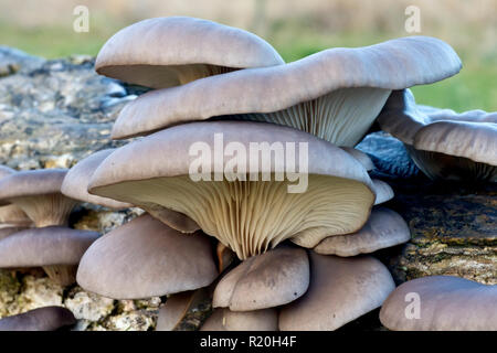 Oyster Pilz (Pleurotus ostreatus), in der Nähe eines Clusters der Fruchtkörper des Pilzes. Stockfoto