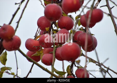 Zweig auf einen Apfelbaum mit vielen reife rote Äpfel im November, reife rote Äpfel auf dem Baum ohne Blätter wie ein herbstlicher Hintergrund Stockfoto