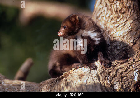 Steinmarder (Martes foina), auch bekannt als der Steinmarder, Haus Marder- oder Weiße Breasted Marder, ist eine Pflanzenart aus der Gattung der Marder native zu viel von Europa Stockfoto