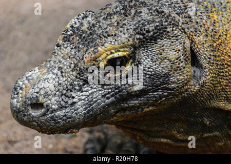 Portrait von riesiger Kopf von Komodo Drache in Bali, Indonesien Stockfoto