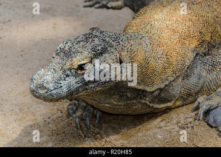 Portrait von riesigen Komodo Drache auf dem Sand in Bali, Indonesien ruhen Stockfoto