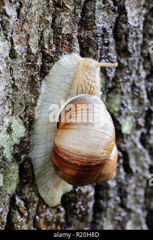 Helix pomatia, allgemeinen Namen der Römischen Schnecke, Weinbergschnecken, eine weinbergschnecke oder Escargot Stockfoto