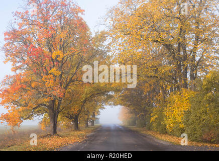 Nebligen Herbstmorgen in Allee mit dem Auto unterwegs, goldenen Blätter auf den Bäumen und auf dem Boden in Nordeuropa. Stockfoto