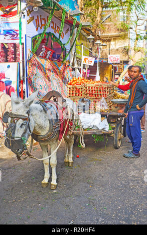 Kairo, Ägypten - Dezember 21, 2017: Der Esel in der food Warenkorb im Markt der Landwirte, die sich an Al Khayama Straße, am 21. Dezember in Kairo. Stockfoto