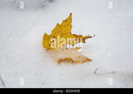 Frisch gelb Sugar Maple Tree Blatt in der erste Schnee des Jahres gefallen. Stockfoto