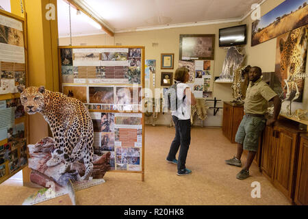 Tierschutz - Namibia Tourist auf eine geführte Tour der Africat Foundation, Okonjima Nature Reserve, Namibia Afrika Stockfoto