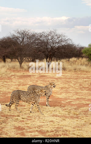 Cheetah Afrika - zwei Geparden (Acinonyx jubatus), gefährdete Arten von Big Cat, Okonjima Nature Reserve, Namibia Afrika Stockfoto