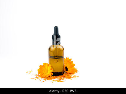 Calendula officinalis Pot marigold, ruddles, gemeinsame Ringelblume oder Scotch Ringelblume, Tinktur oder Öl in kleine braune Glas medizinische Pipettenflasche Stockfoto