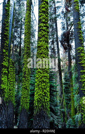 Am frühen Morgen auf der Bright Green Moss auf die Stämme der hohen Kiefern, Sequoia National Park, in den Bergen der Sierra Nevada, Kalifornien Stockfoto