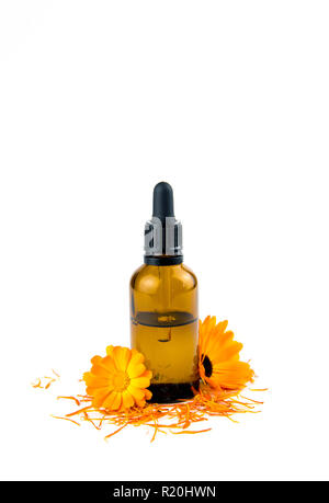 Calendula officinalis Pot marigold, ruddles, gemeinsame Ringelblume oder Scotch Ringelblume, Tinktur oder Öl in kleine braune Glas medizinische Pipettenflasche Stockfoto