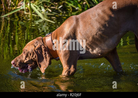 Tier-PET. Eine durstige Jagdhund ist Trinkwasser aus dem See an einem sonnigen Sommertag. Stockfoto