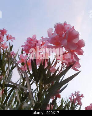 Rosa Blumen, Oleander Nerium oleander, auf blauem Himmel Hintergrund. Stockfoto