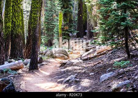 Wanderweg durch die Wälder von Sequoia National Park; grün Flechten wachsen auf die Baumstämme, die Berge der Sierra Nevada, Kalifornien Stockfoto