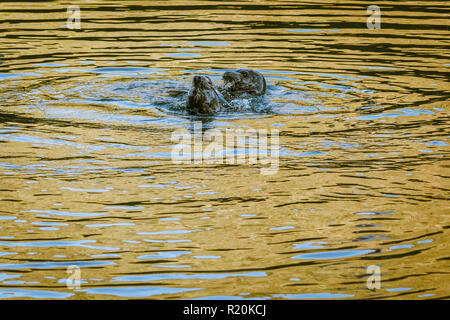 Zwei Seehunde schwimmen zusammen bei Sonnenuntergang, beide essen die gleichen Lachs, Planschen und erzeugen Kreisförmige Wellenmuster im goldenen und blauen Wasser. Stockfoto