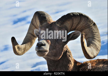 Das Porträt einer männlichen rocky mountain Bighorn sheep'Ovis canadensis', in ländlichen Alberta Kanada