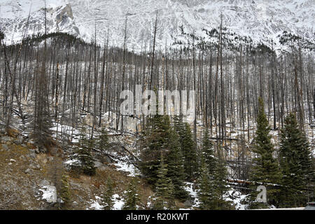 Ein Landschaftsbild von Bäumen, die in einem verheerenden Wald verbrannt sind Feuer im Jahr 2015 am Medicine Lake im Jasper National Park Alberta Kanada Stockfoto