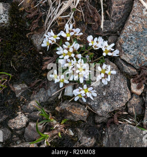 Alpine Skorbut - Gras (Cochlearia pyrenaica ssp. alpina) auf einem Berg von Perthshire, Schottland Stockfoto