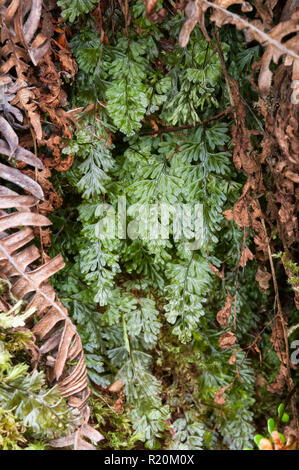 Wison der hauchdünne Farn (Hymenophyllum Wilsonii), Schottland Stockfoto