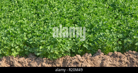 In der Nähe von Cilandro'Coriandrum sativum" unter Anbau, Koriander, Auch chinesische Petersilie genannt. Stockfoto