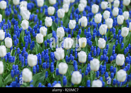 Weiße Tulpen und blaue Traubenhyazinthen (Muscari Armeniacum) in einem Park. Selektiver Fokus, Feder Konzept. Stockfoto