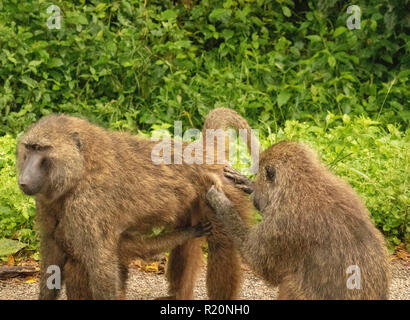 Weibliche olive baboon Grooming männlich (papio Anubis), Kibale Nationalpark, Uganda, Afrika Stockfoto