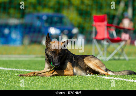 Der Hund bei agility Wettbewerb. Belgischer Schäferhund ruhen während einer Pause in der Konkurrenz. Sonnenlicht Stockfoto